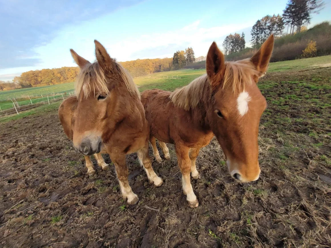 Rhea“ & „Rositha