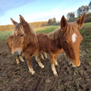 Rhea“ & „Rositha
