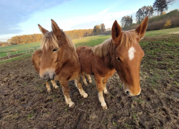 Rhea“ & „Rositha